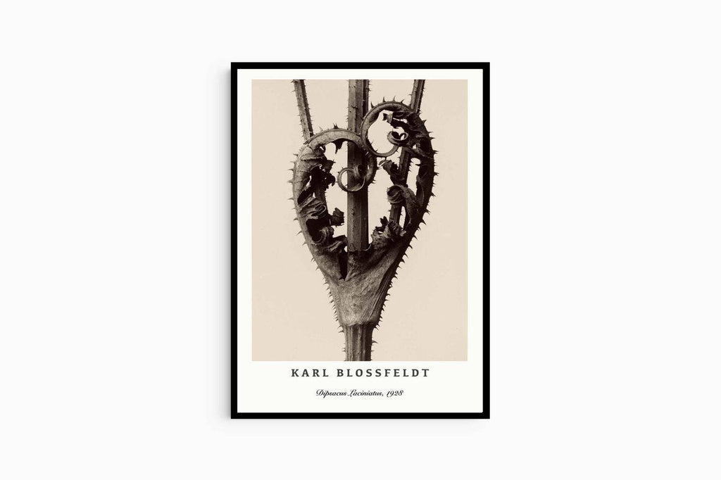 "Karl Blossfeldt - Dipsacus Laciniatus Poster"