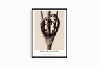 "Karl Blossfeldt - Dipsacus Laciniatus Poster"