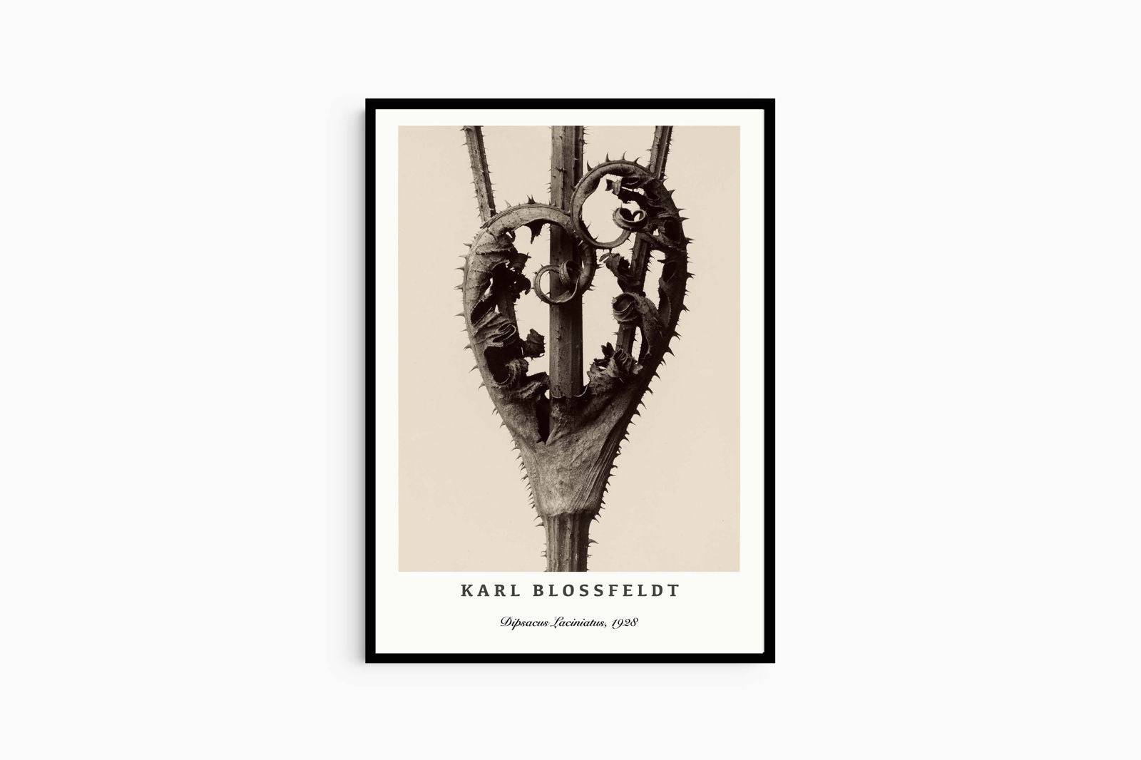 "Karl Blossfeldt - Dipsacus Laciniatus Poster"