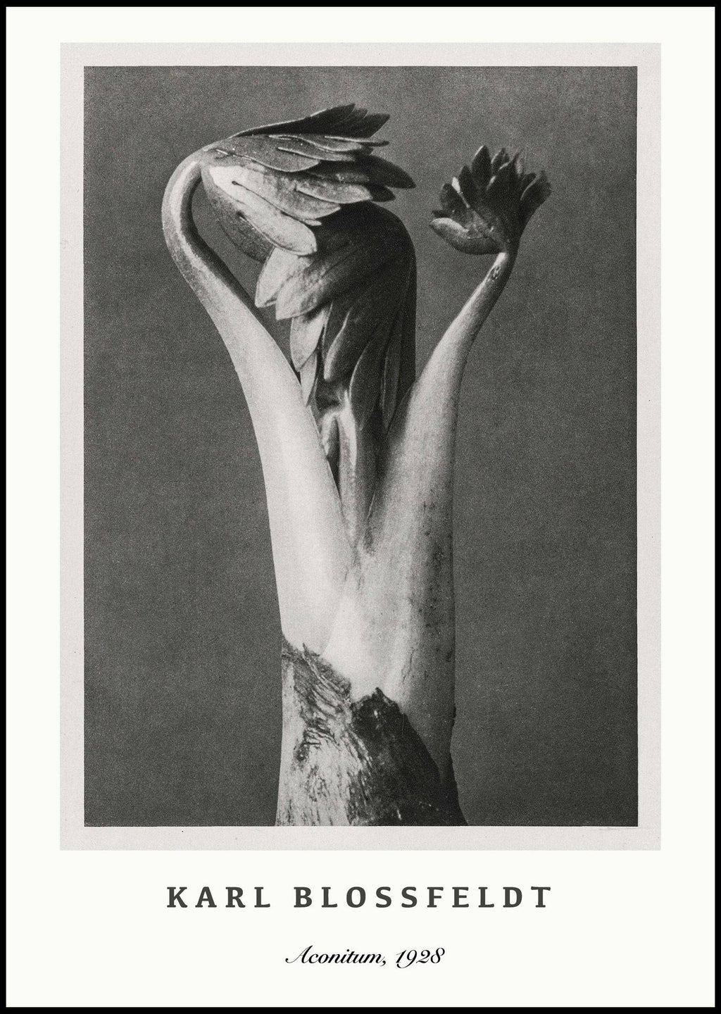 "Karl Blossfeldt - Aconitum Poster"