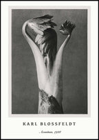 "Karl Blossfeldt - Aconitum Poster"
