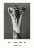 "Karl Blossfeldt - Aconitum Poster"