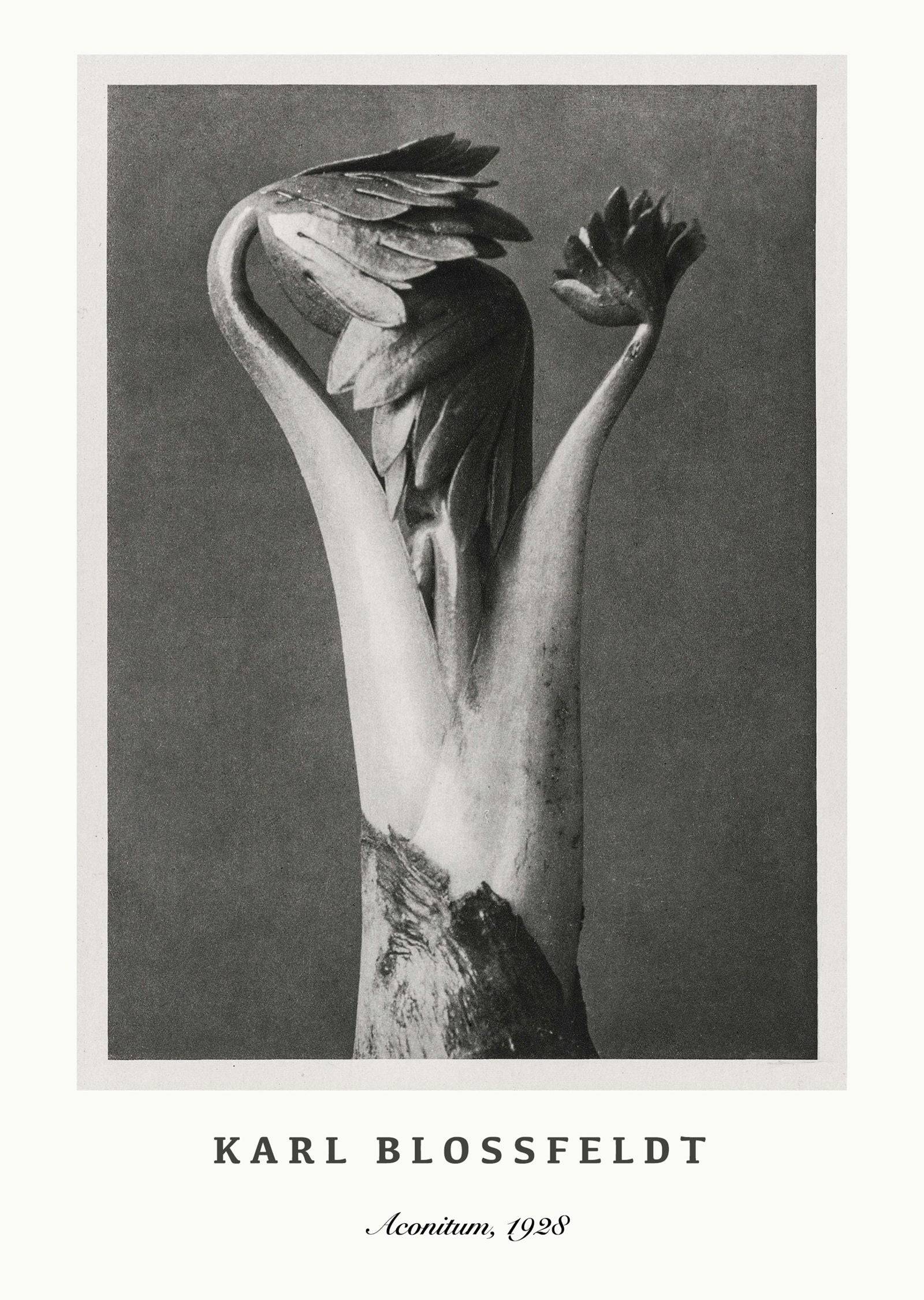 "Karl Blossfeldt - Aconitum Poster"