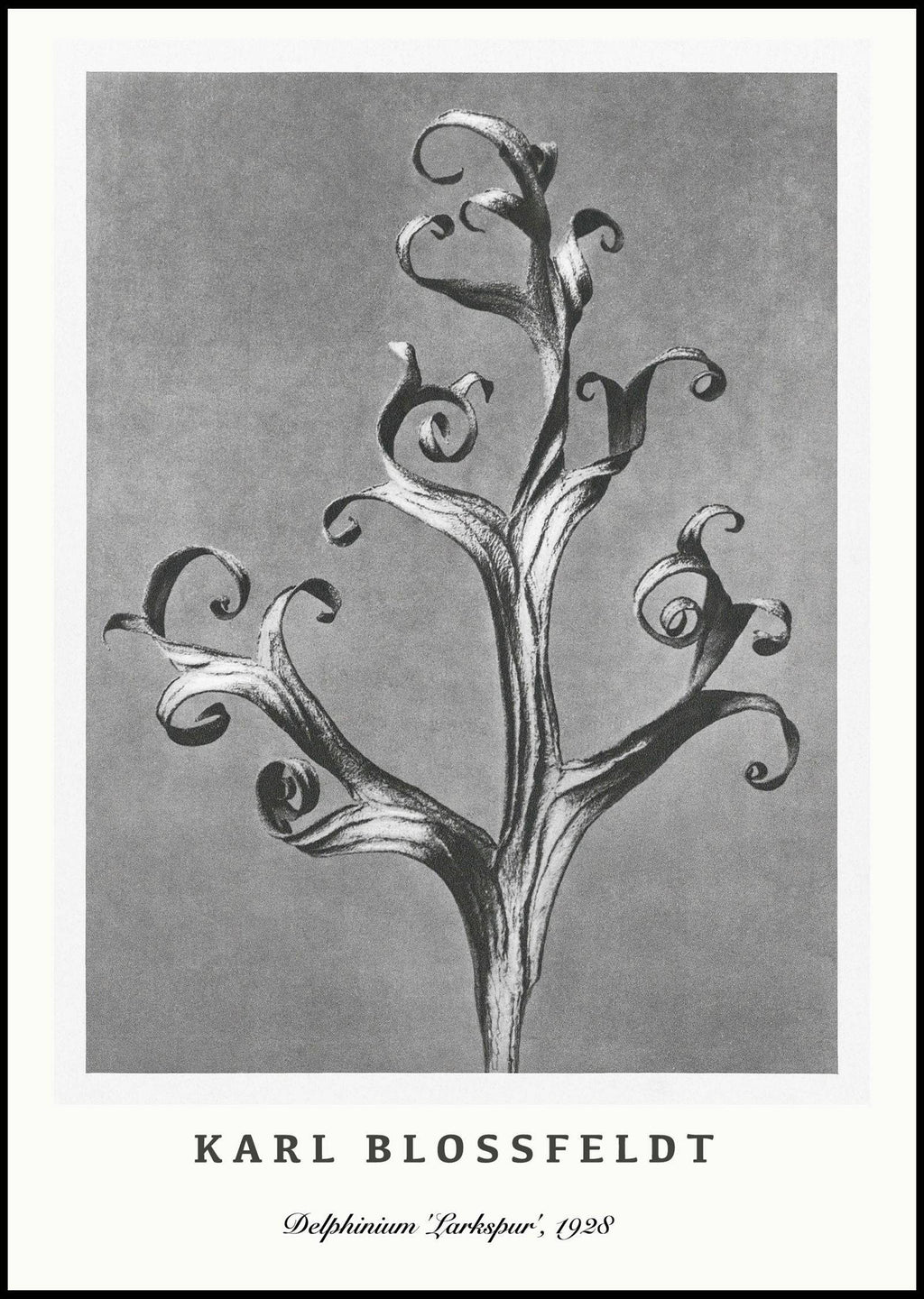 "Karl Blossfeldt - Delphinium 'Larkspur' Poster"