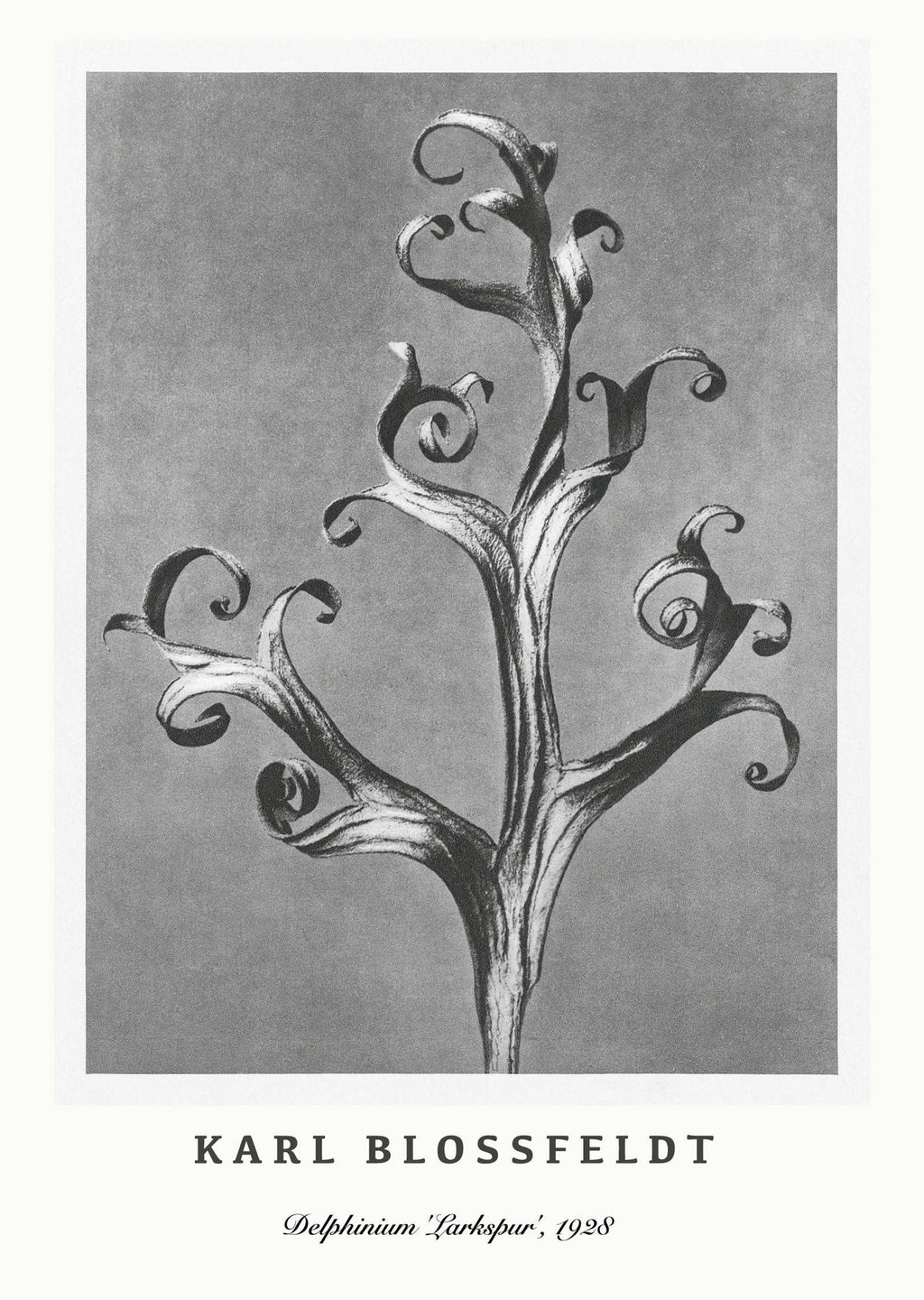 "Karl Blossfeldt - Delphinium 'Larkspur' Poster"