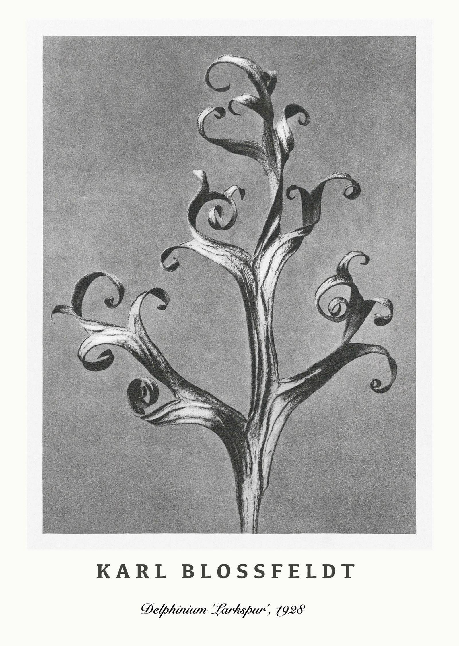 "Karl Blossfeldt - Delphinium 'Larkspur' Poster"