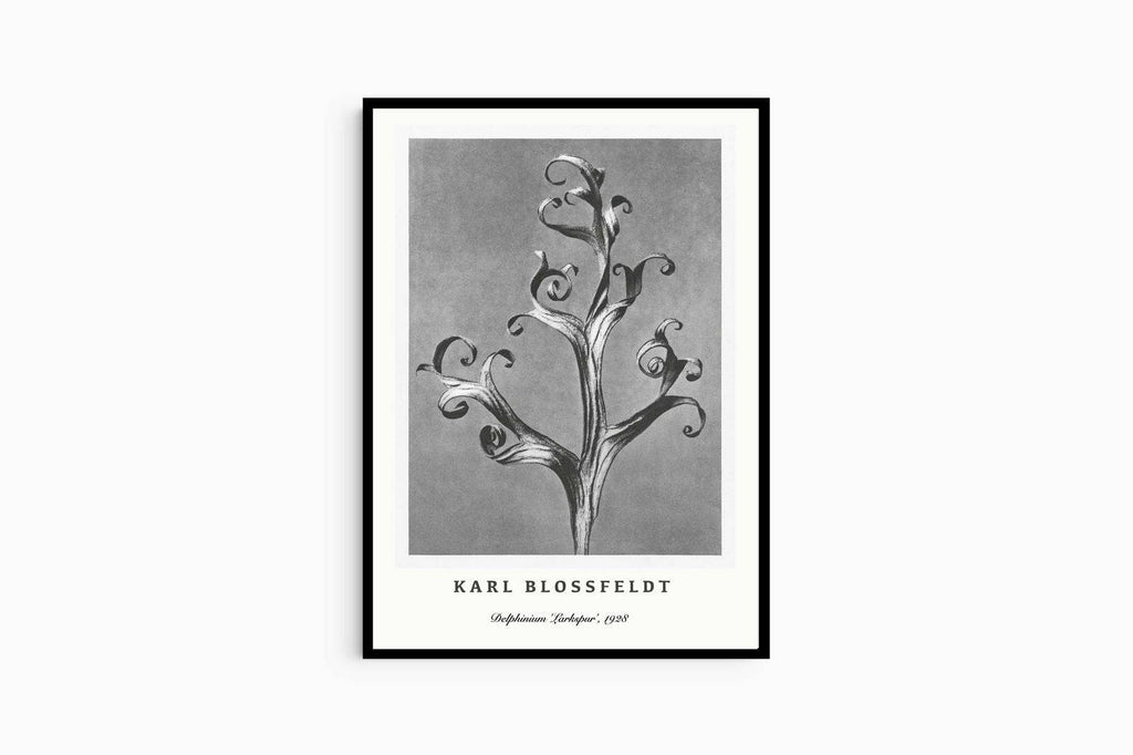 "Karl Blossfeldt - Delphinium 'Larkspur' Poster"