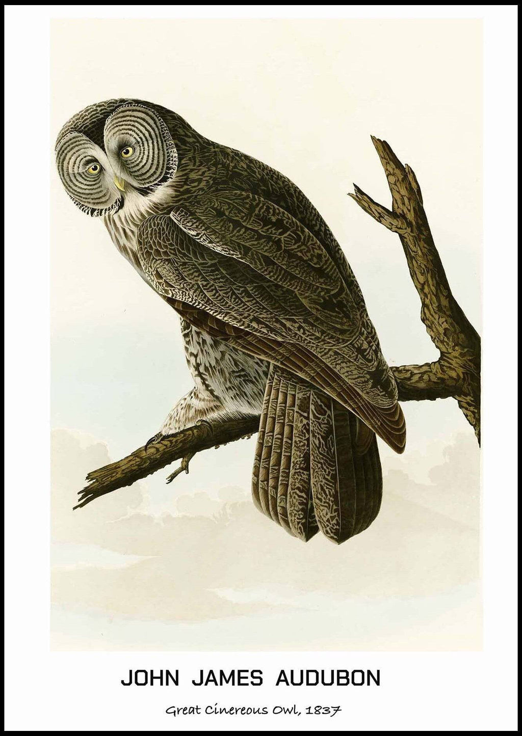 "John James Audubon - Great Cinereous Owl Poster"