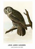 "John James Audubon - Great Cinereous Owl Poster"