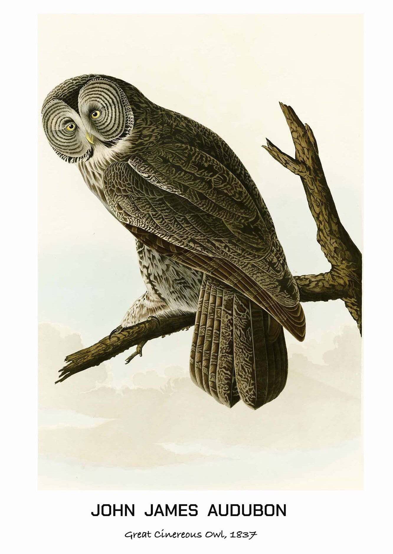 "John James Audubon - Great Cinereous Owl Poster"