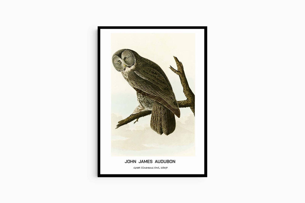"John James Audubon - Great Cinereous Owl Poster"