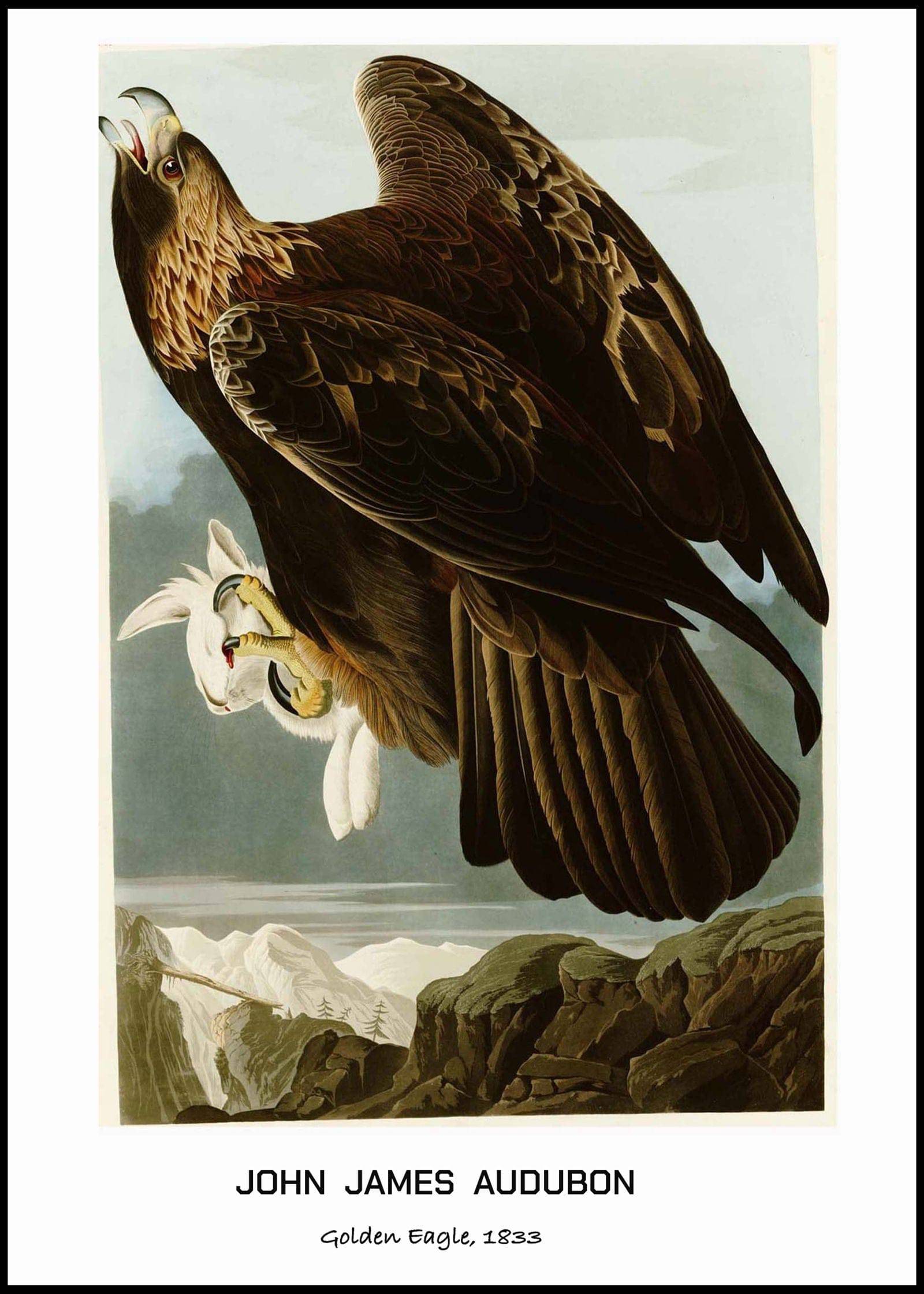 "John James Audubon - Golden Eagle Poster"