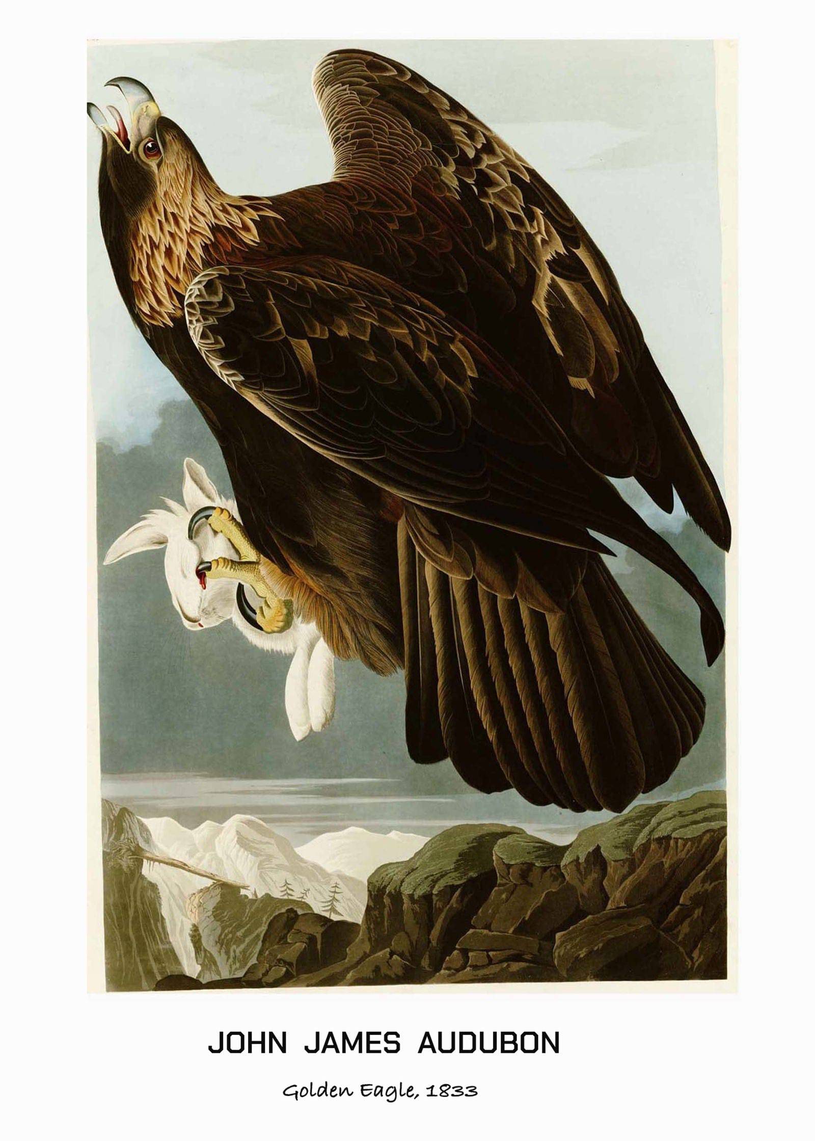 "John James Audubon - Golden Eagle Poster"