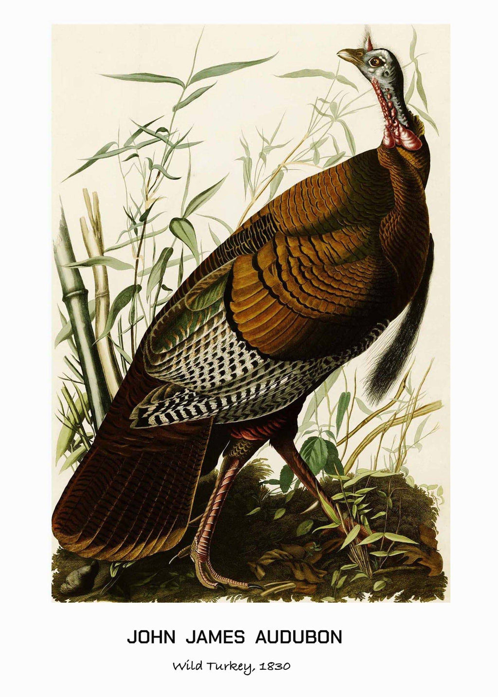 "John James Audubon - Wild Turkey Poster"
