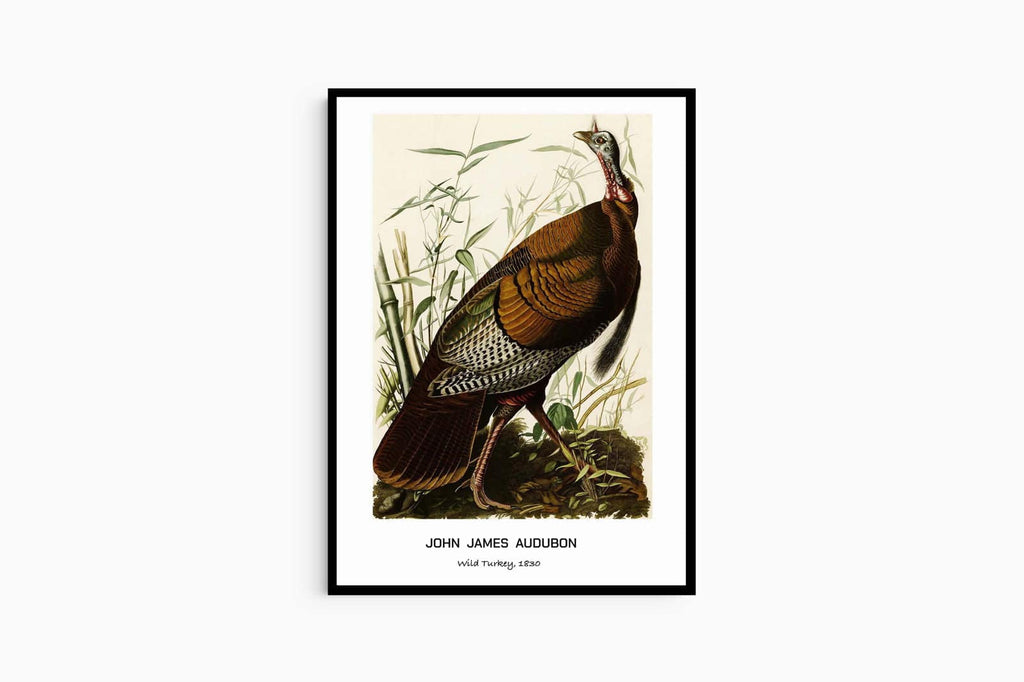 "John James Audubon - Wild Turkey Poster"