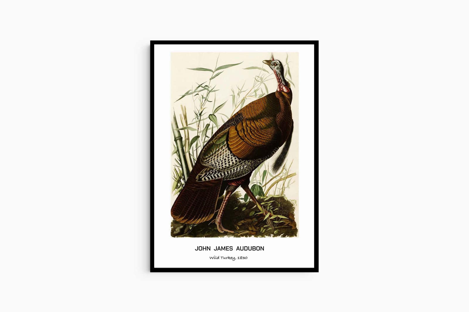 "John James Audubon - Wild Turkey Poster"