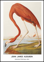 "John James Audubon - American Flamingo Poster"