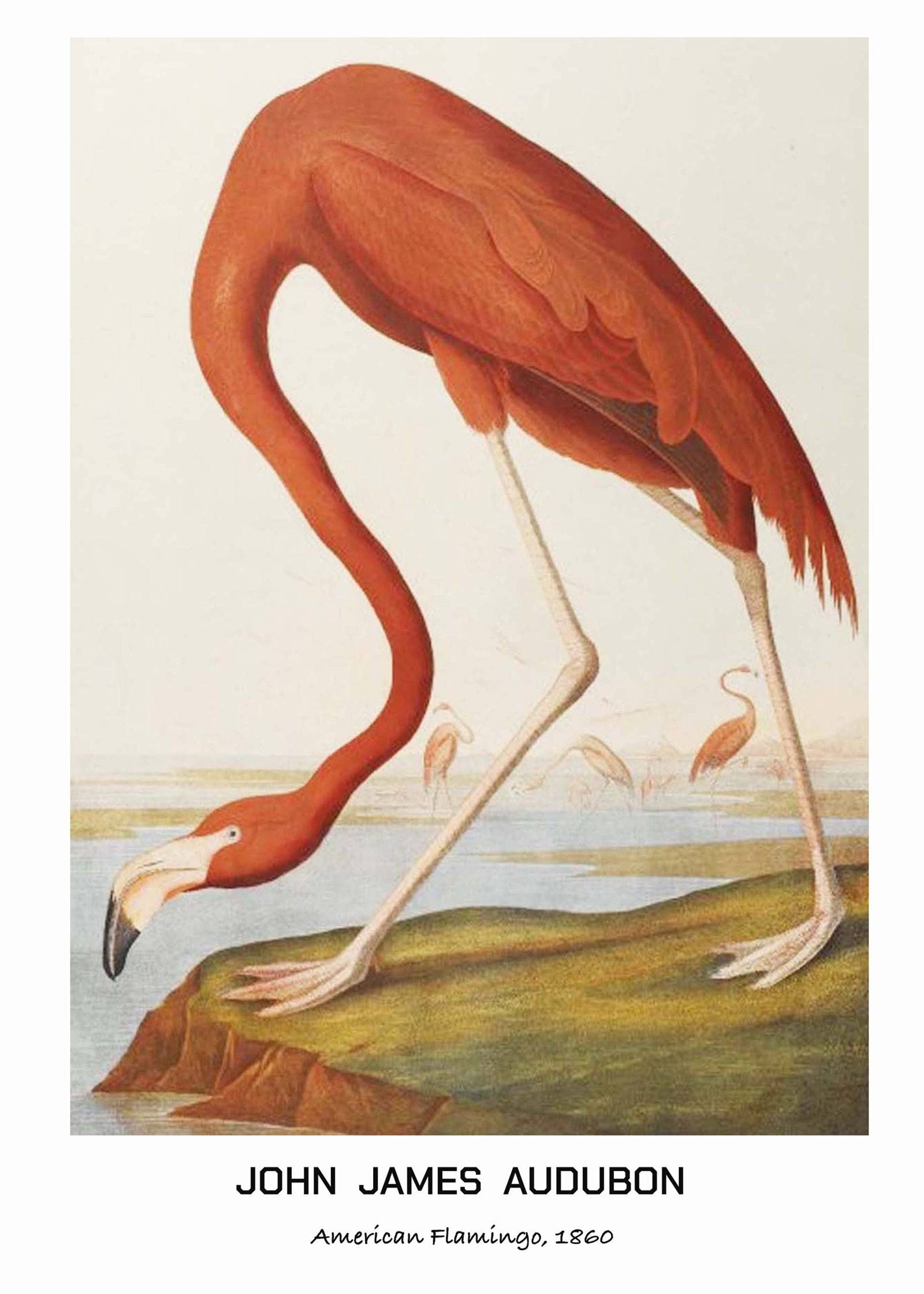 "John James Audubon - American Flamingo Poster"