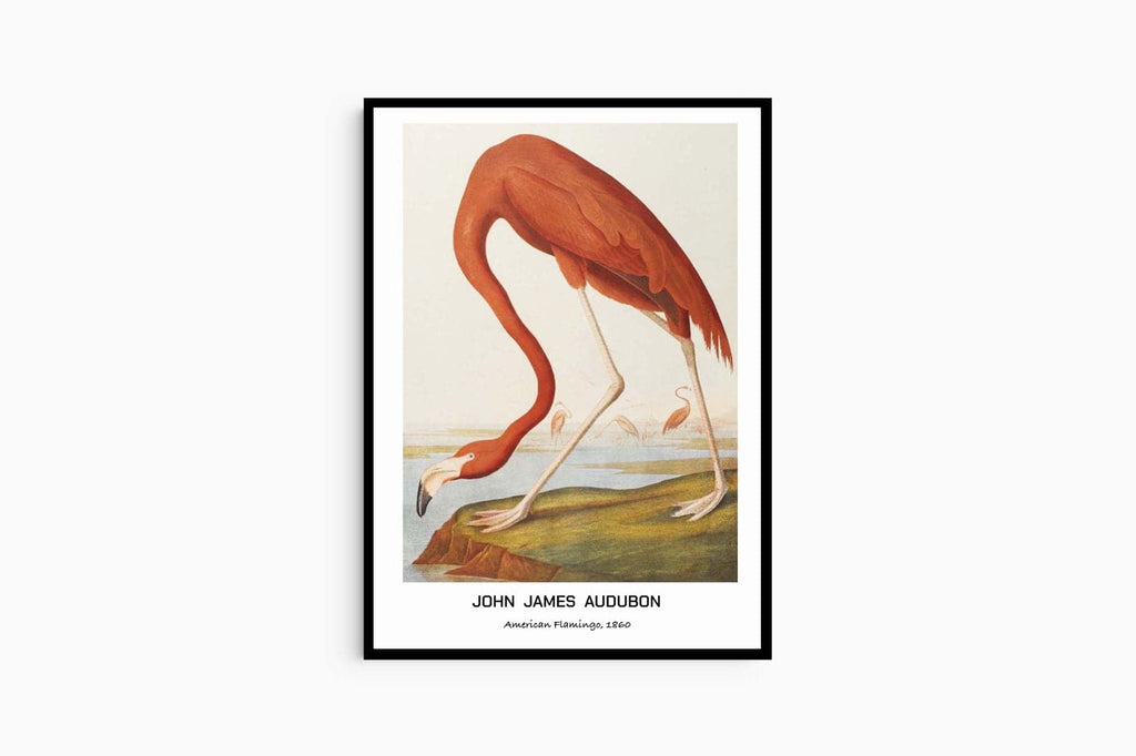 "John James Audubon - American Flamingo Poster"