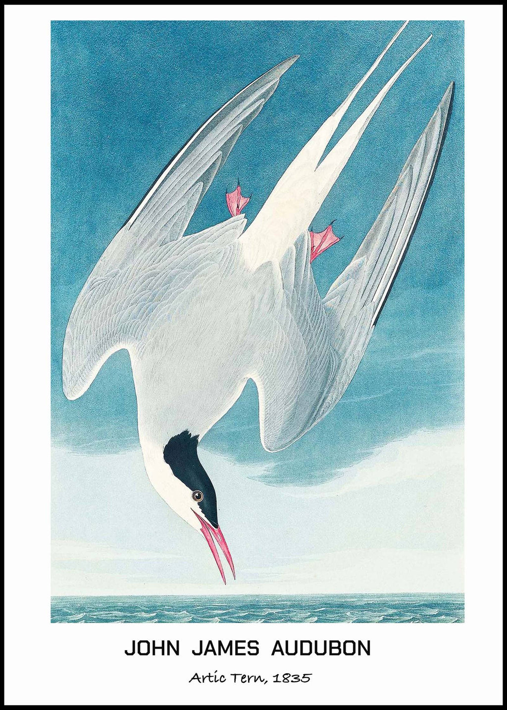 "John James Audubon - Artic Tern Poster"