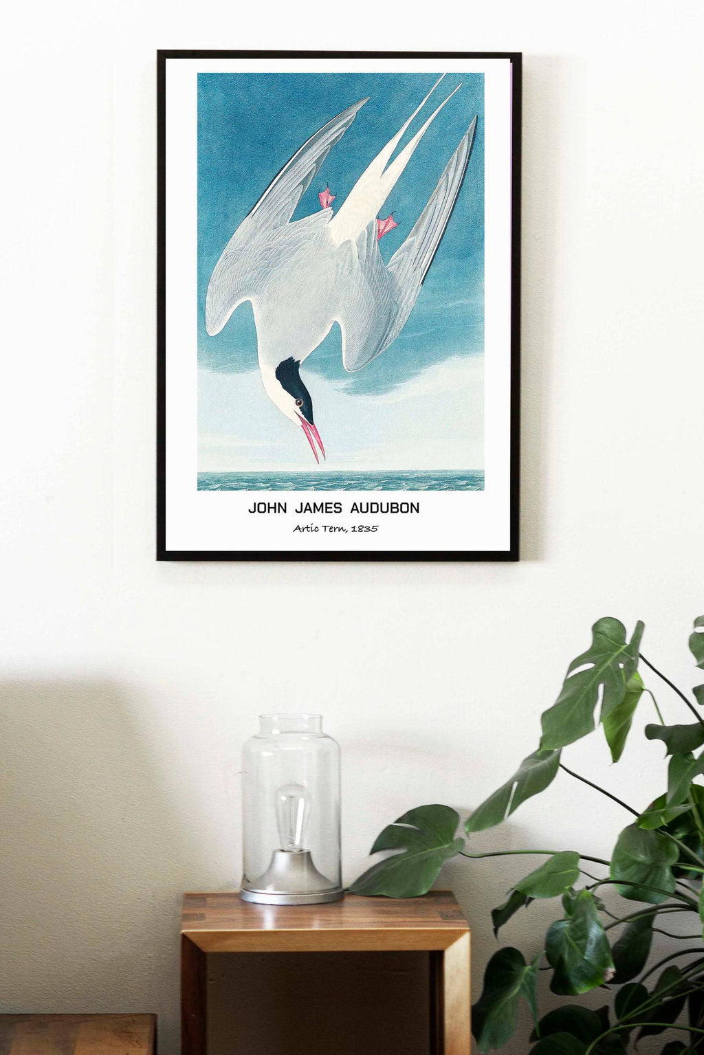 "John James Audubon - Artic Tern Poster"