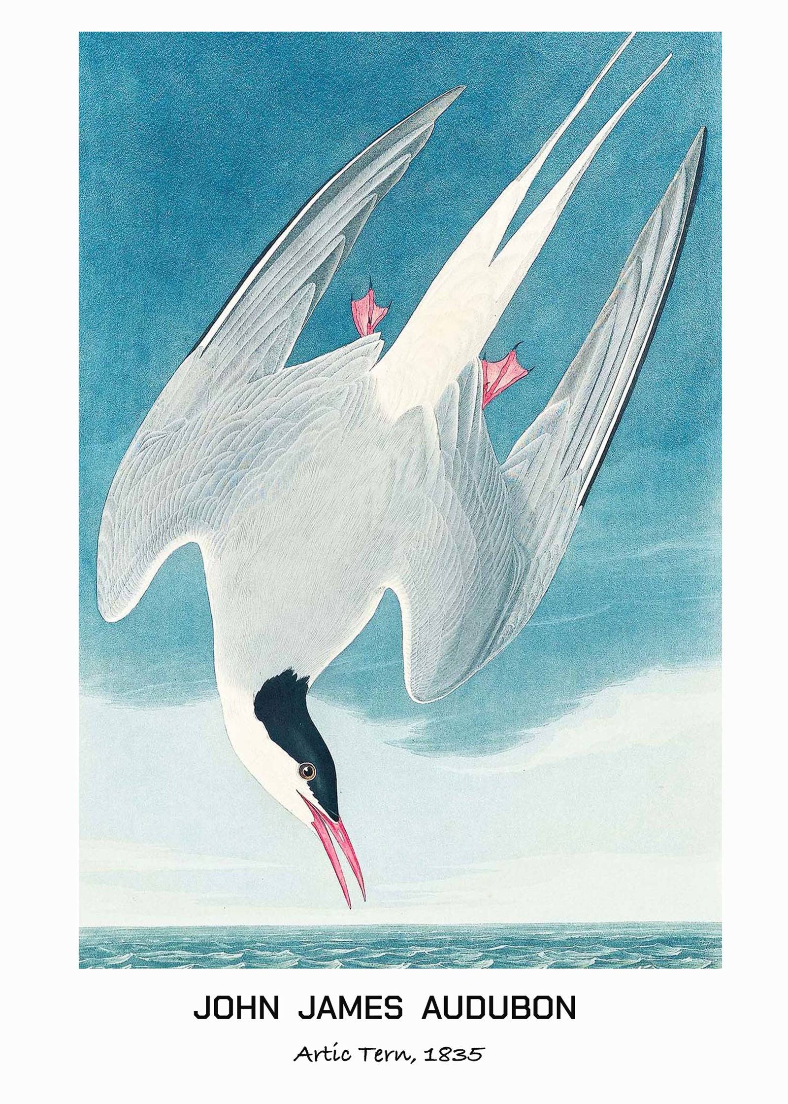"John James Audubon - Artic Tern Poster"