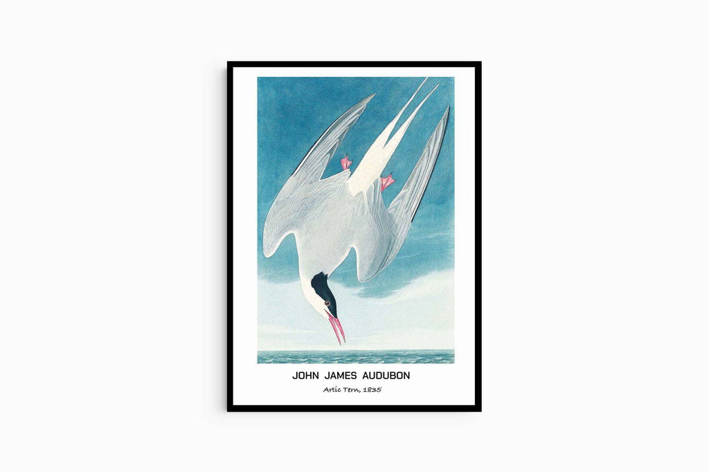 "John James Audubon - Artic Tern Poster"