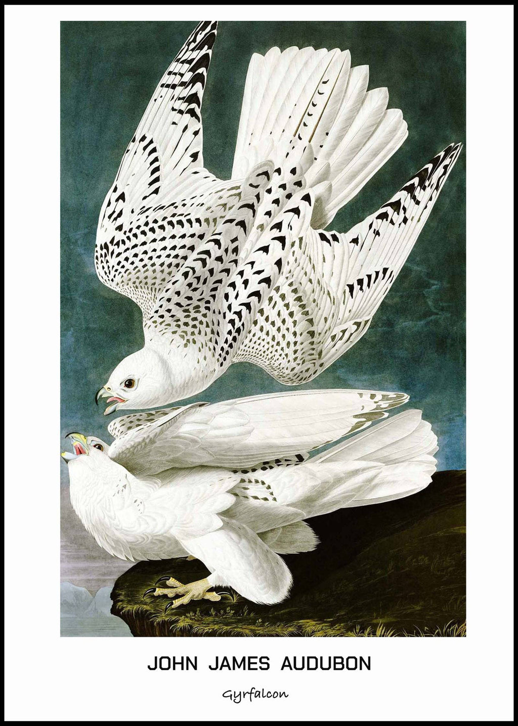 "John James Audubon - Gyrfalcon Poster"