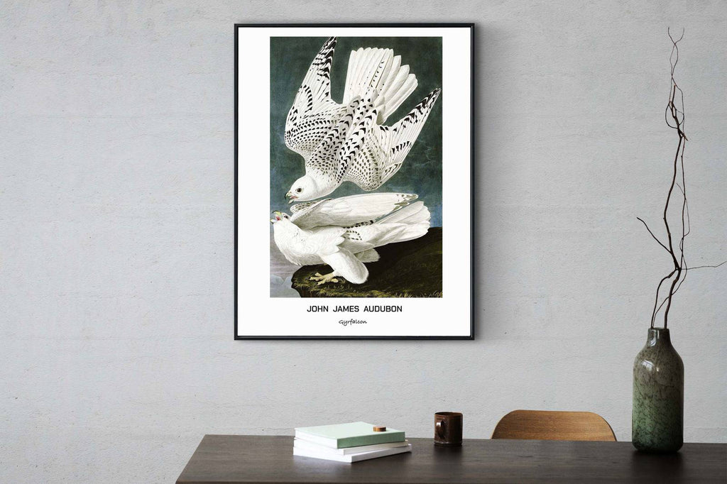 "John James Audubon - Gyrfalcon Poster"