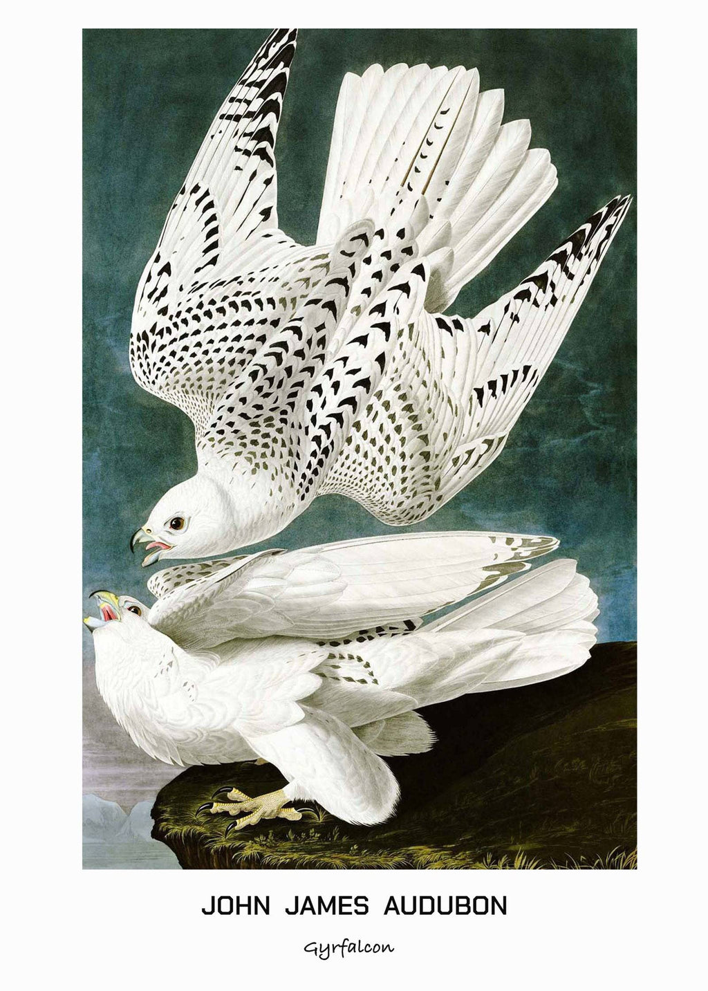 "John James Audubon - Gyrfalcon Poster"