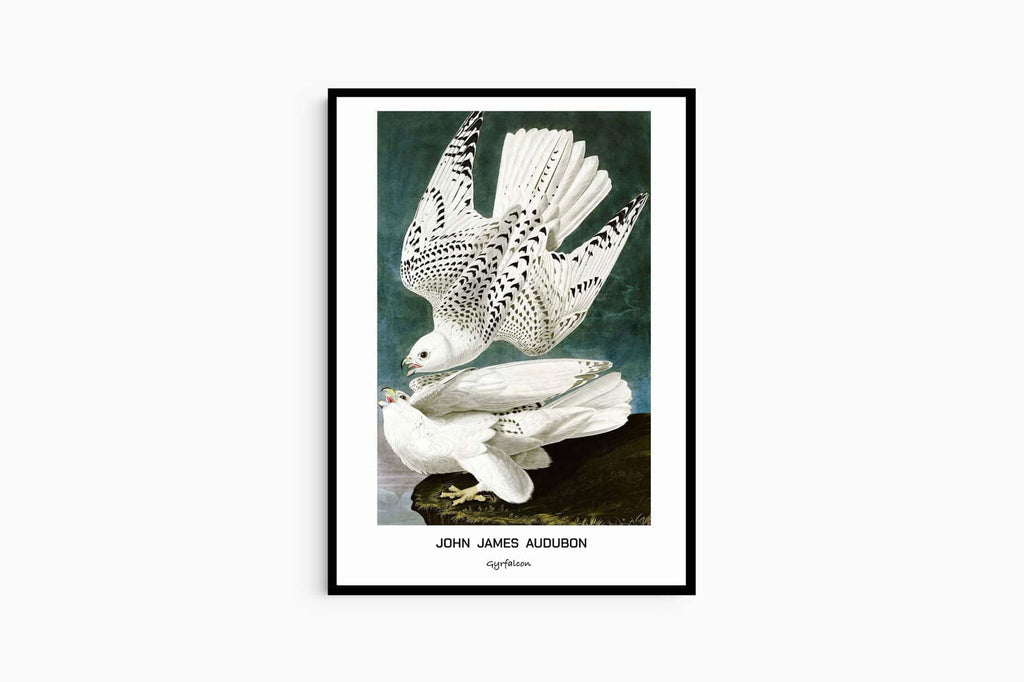 "John James Audubon - Gyrfalcon Poster"
