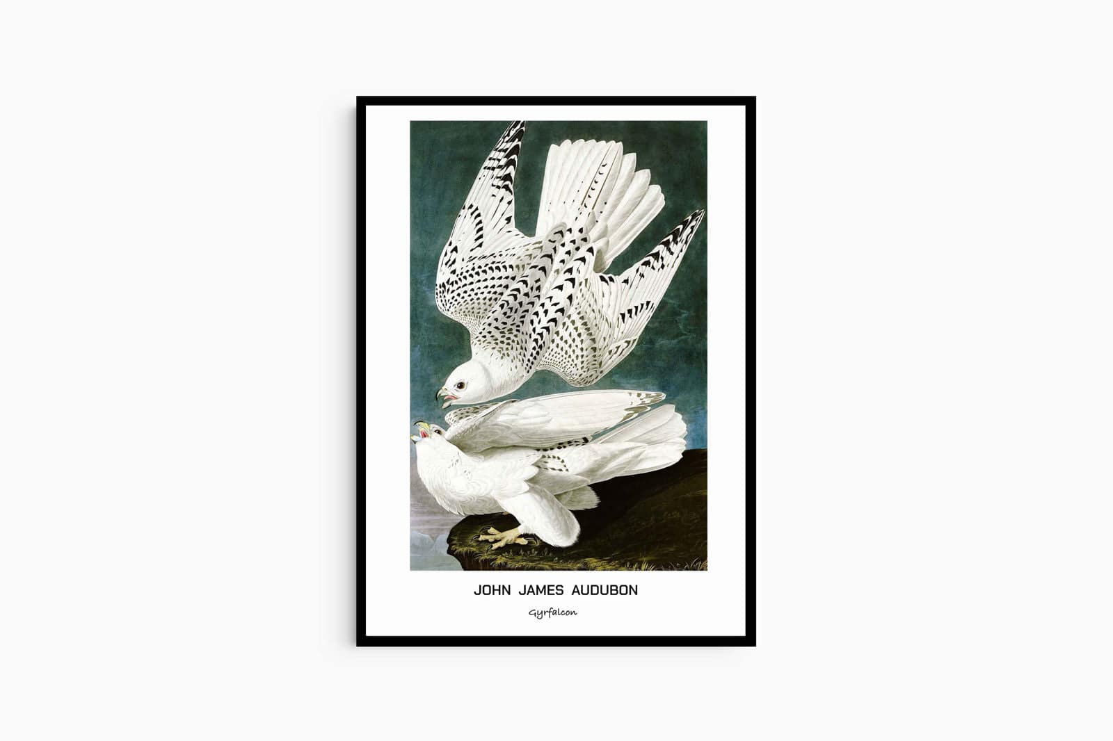 "John James Audubon - Gyrfalcon Poster"