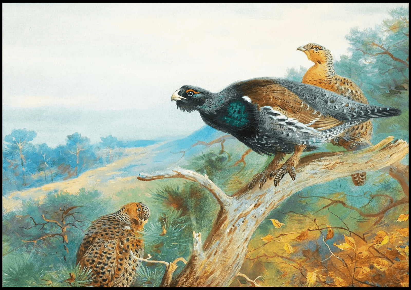 "Archibald Thorburn - Capercaillie - Hakyarts"