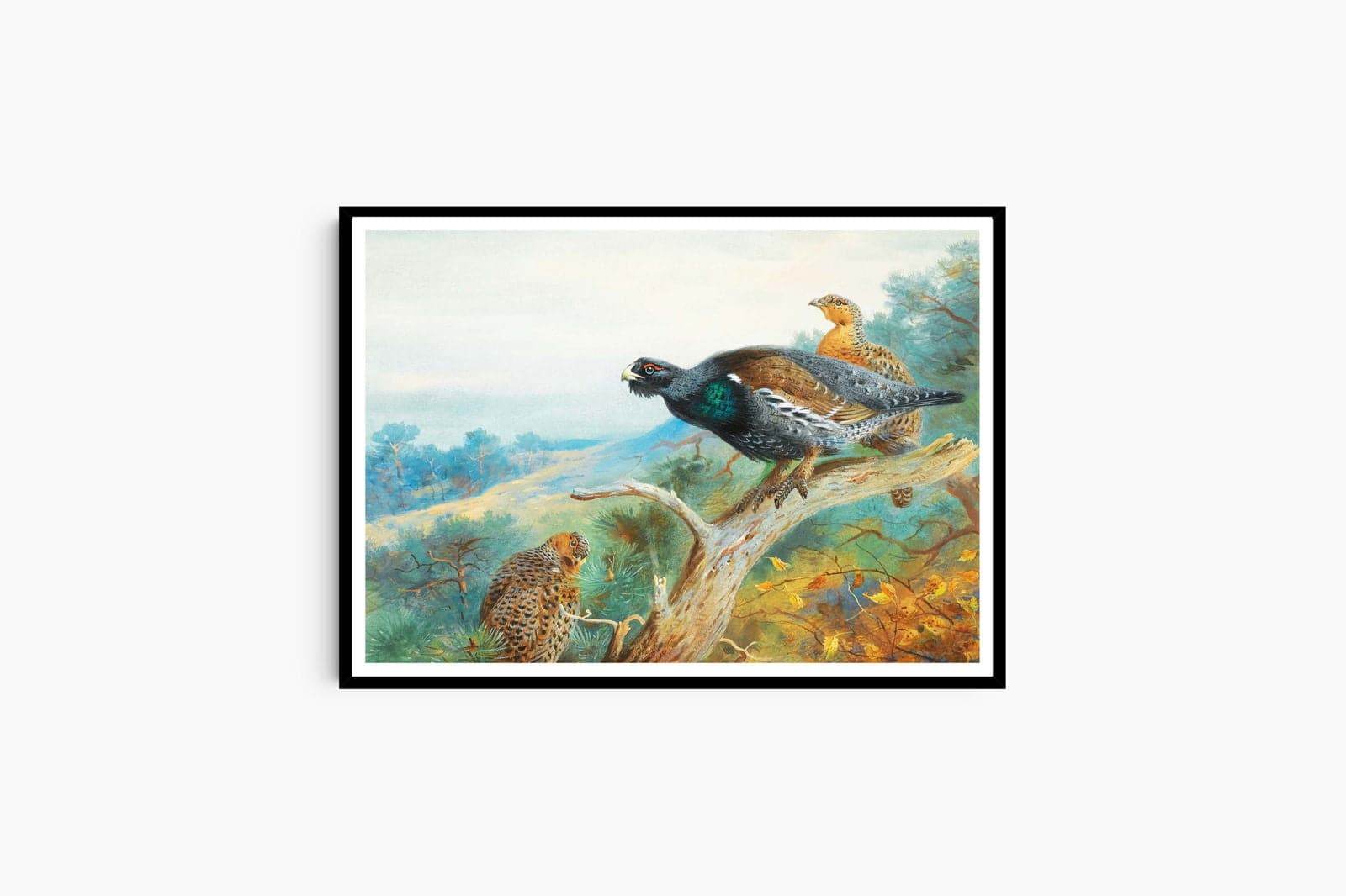 "Archibald Thorburn - Capercaillie - Hakyarts"