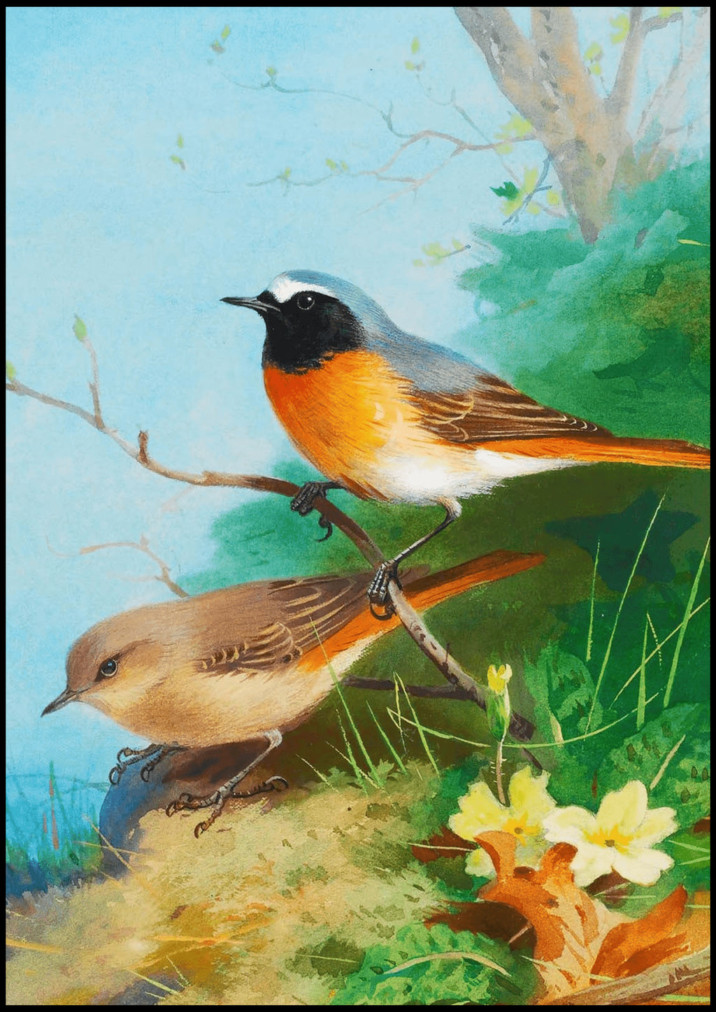 "Archibald Thorburn - Pair Of Redstarts - Hakyarts"