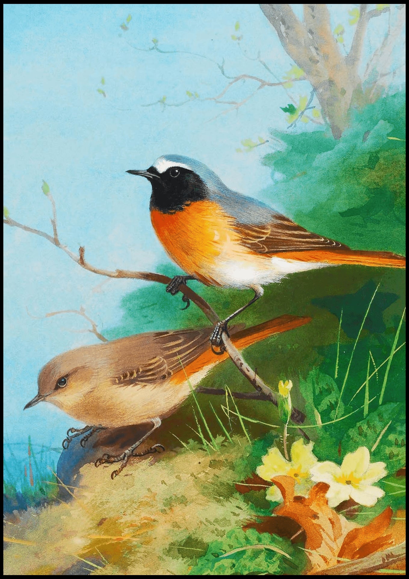"Archibald Thorburn - Pair Of Redstarts - Hakyarts"