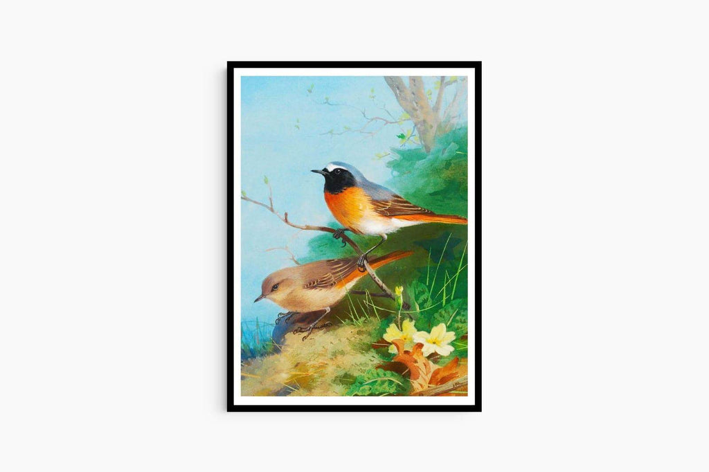 "Archibald Thorburn - Pair Of Redstarts - Hakyarts"