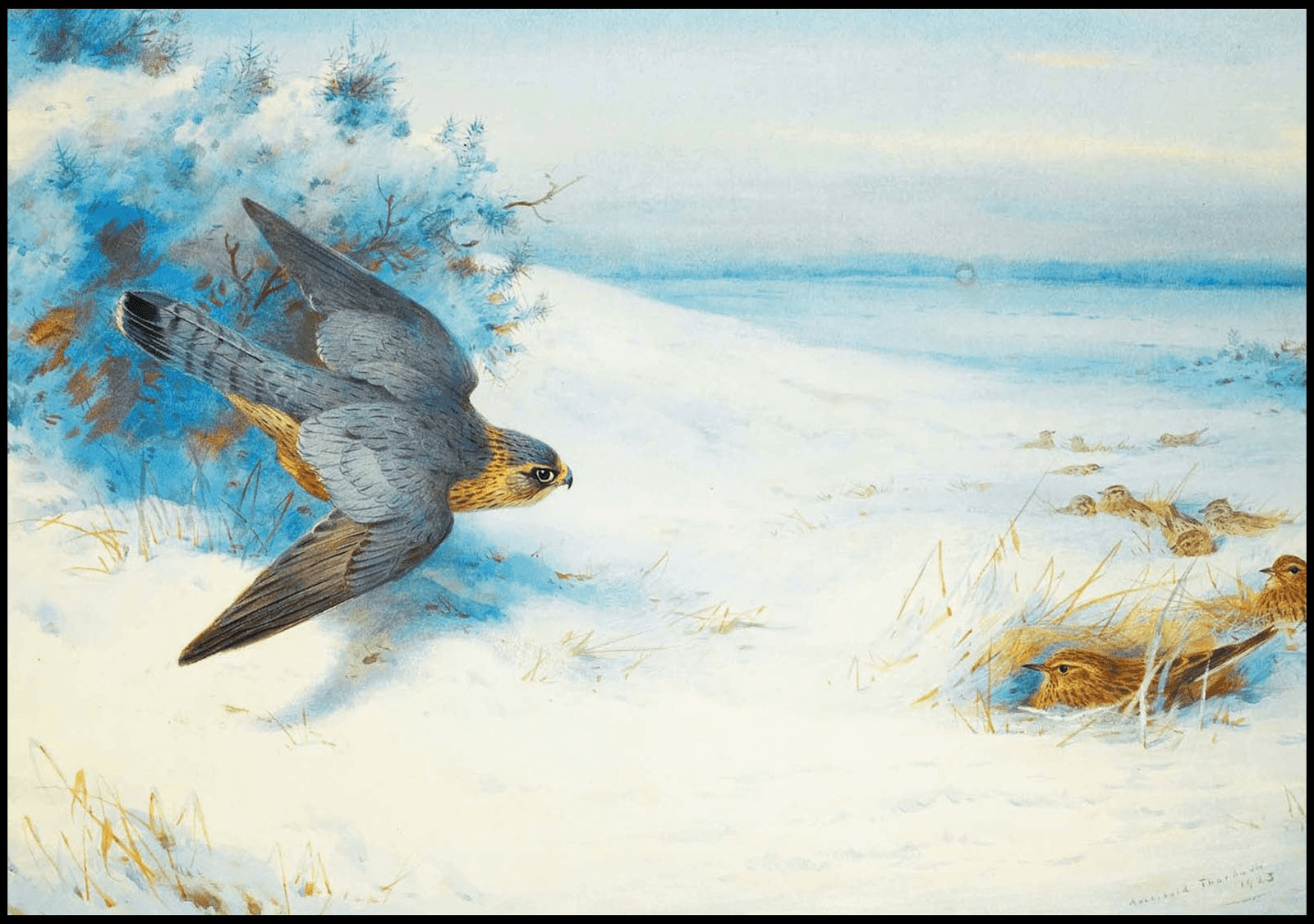 "Archibald Thorburn - Merlin And Larks - Hakyarts"