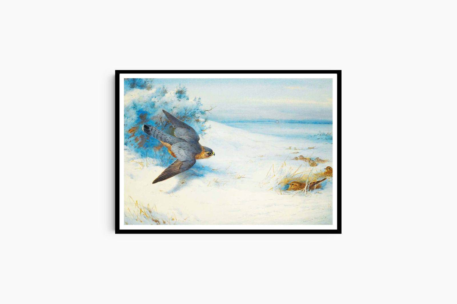 "Archibald Thorburn - Merlin And Larks - Hakyarts"