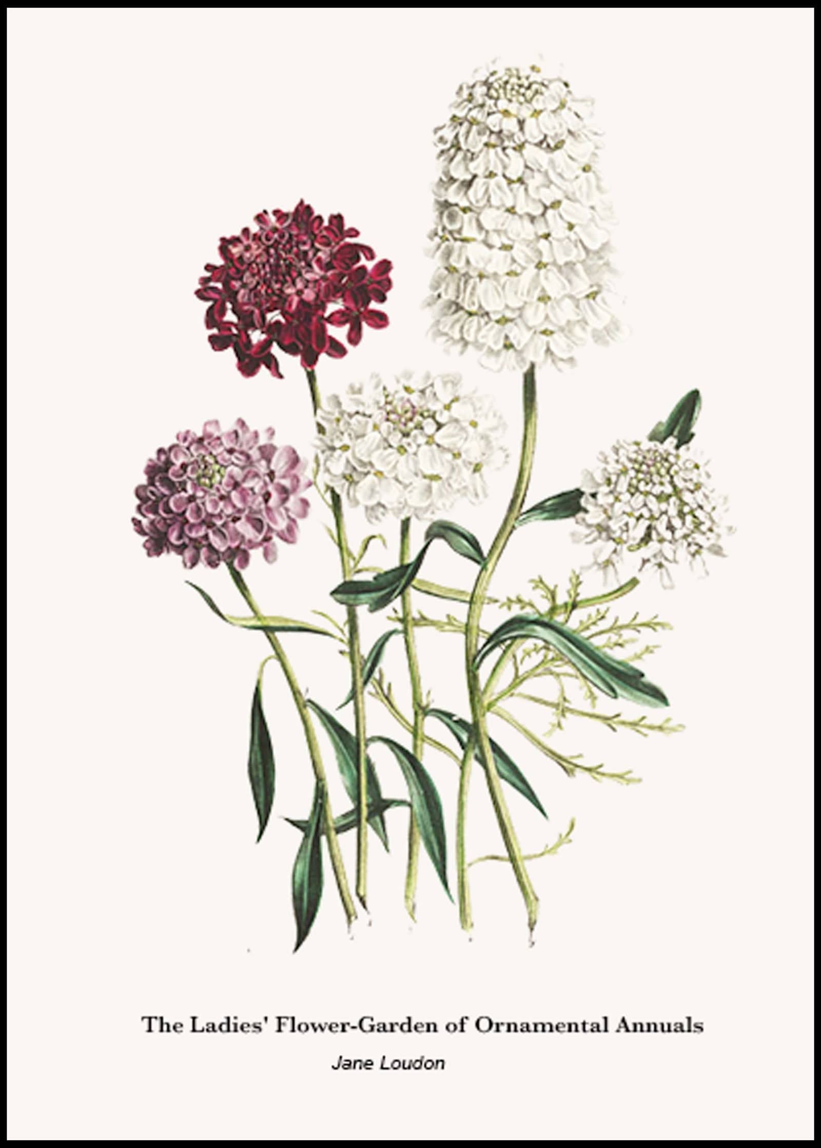 "Jane Loudon - The Ladies' Flower-Garden of Ornamental Annuals No3 Poster"