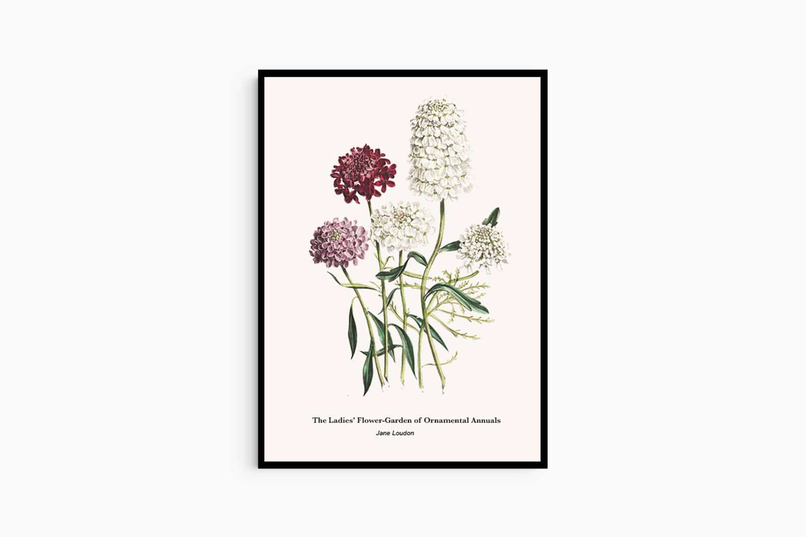 "Jane Loudon - The Ladies' Flower-Garden of Ornamental Annuals No3 Poster"