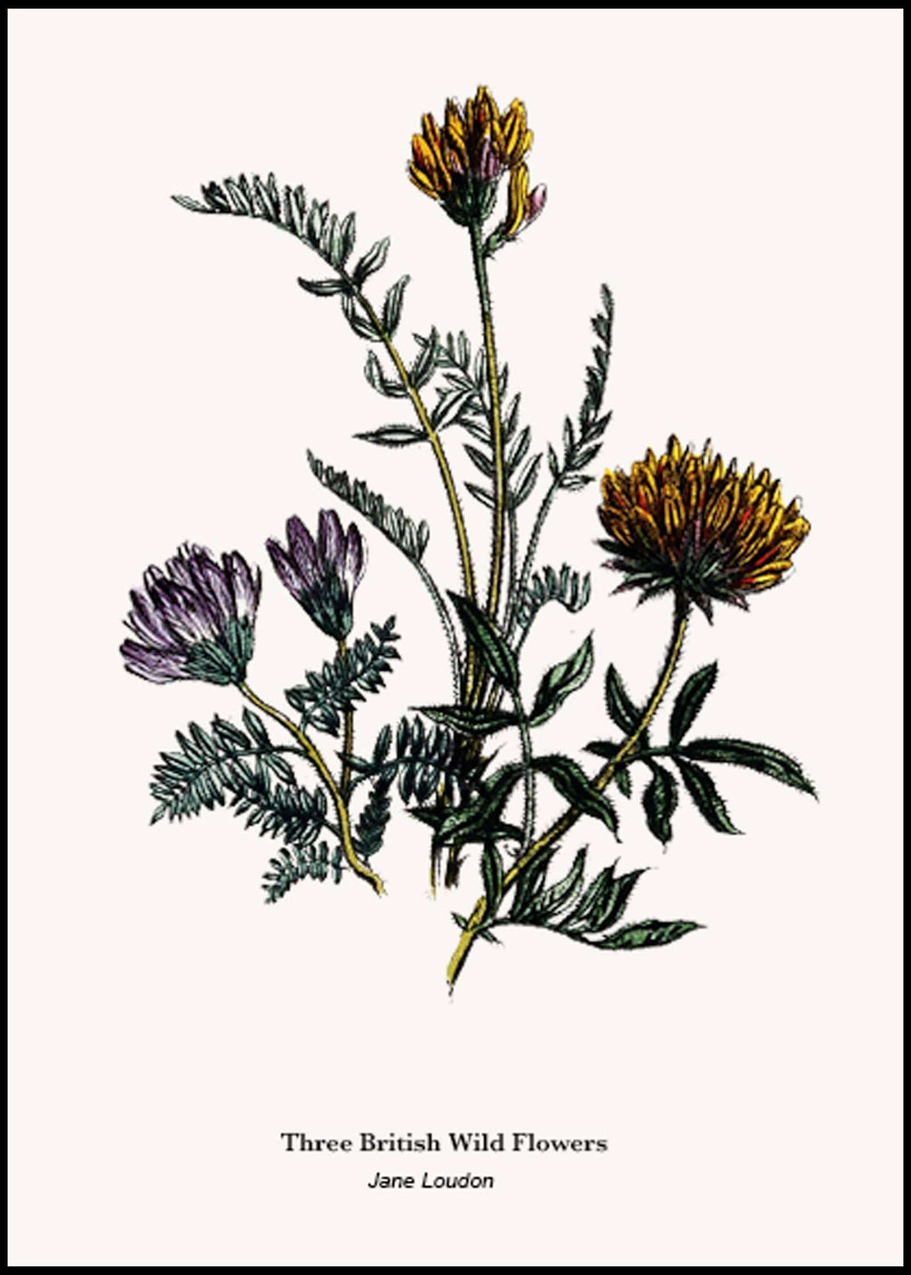 "Jane Loudon - Three British Wild Flowers Poster"