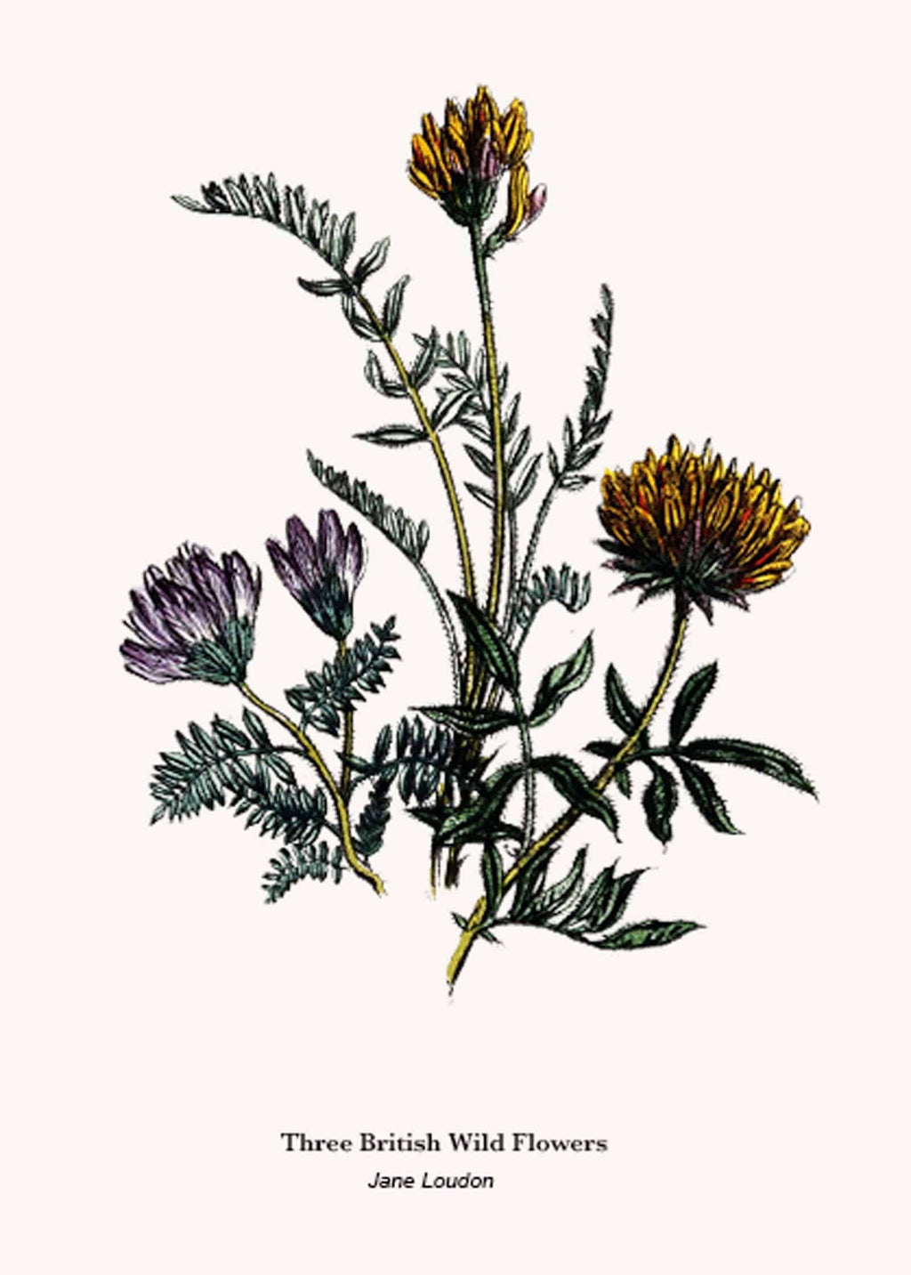 "Jane Loudon - Three British Wild Flowers Poster"