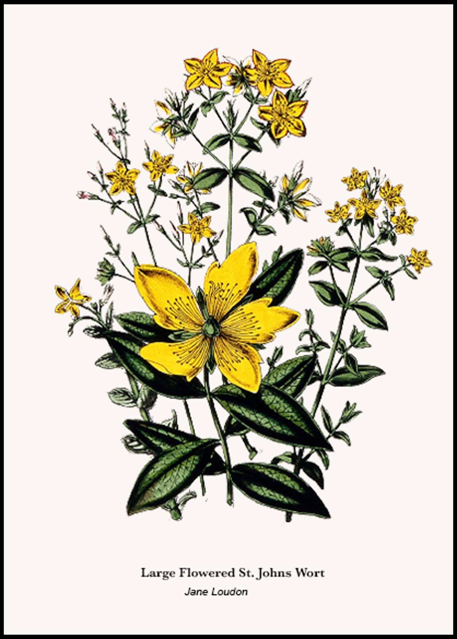"Jane Loudon - Large Flowered St. Johns Wort Poster"