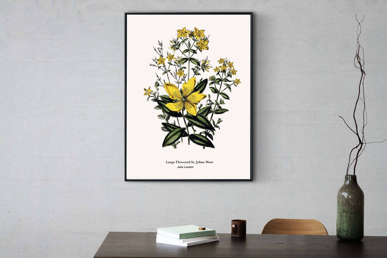 "Jane Loudon - Large Flowered St. Johns Wort Poster"