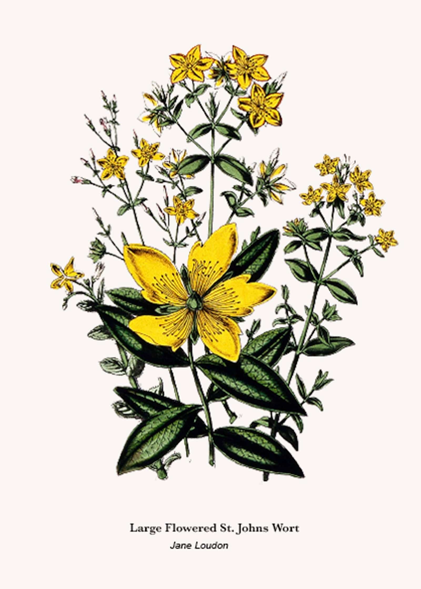 "Jane Loudon - Large Flowered St. Johns Wort Poster"