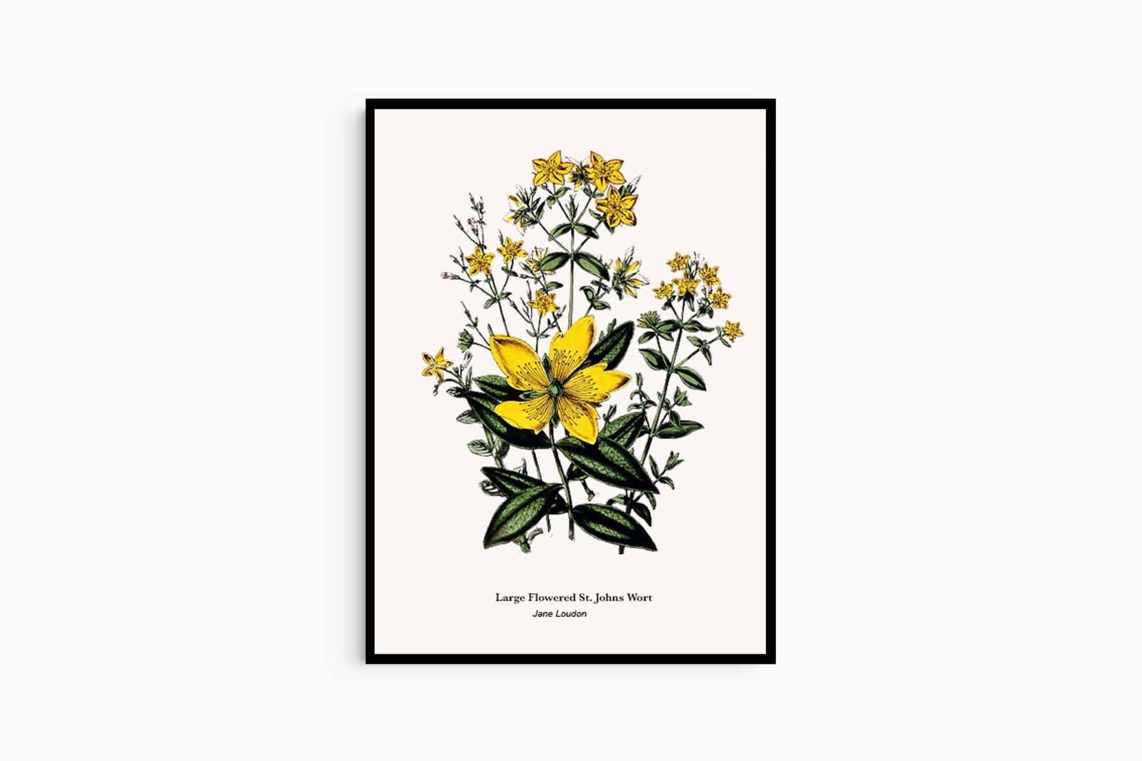 "Jane Loudon - Large Flowered St. Johns Wort Poster"