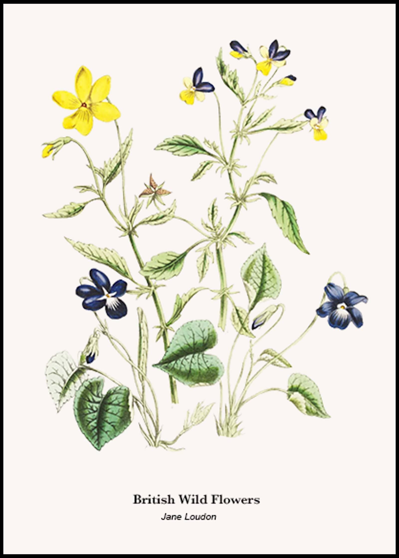 "Jane Loudon - British Wild Flowers Poster"