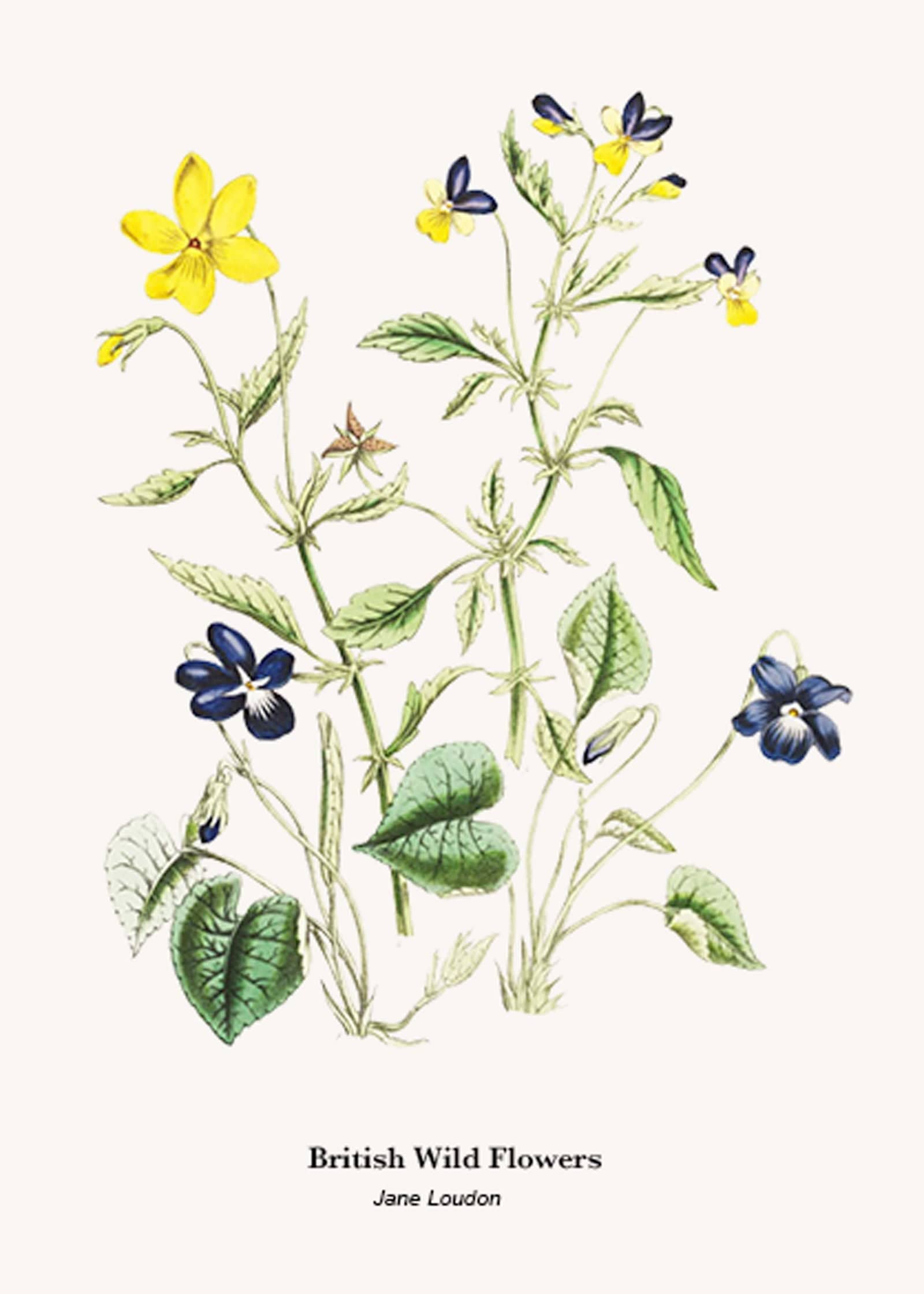 "Jane Loudon - British Wild Flowers Poster"