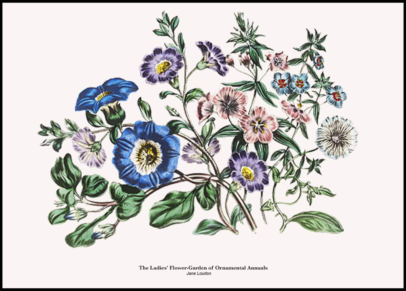 "Jane Loudon - The Ladies' Flower-Garden of Ornamental Annuals Poster No2"